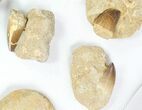 Lot: - Fossil Mosasaur Teeth In Rock - Pieces #77162-1
